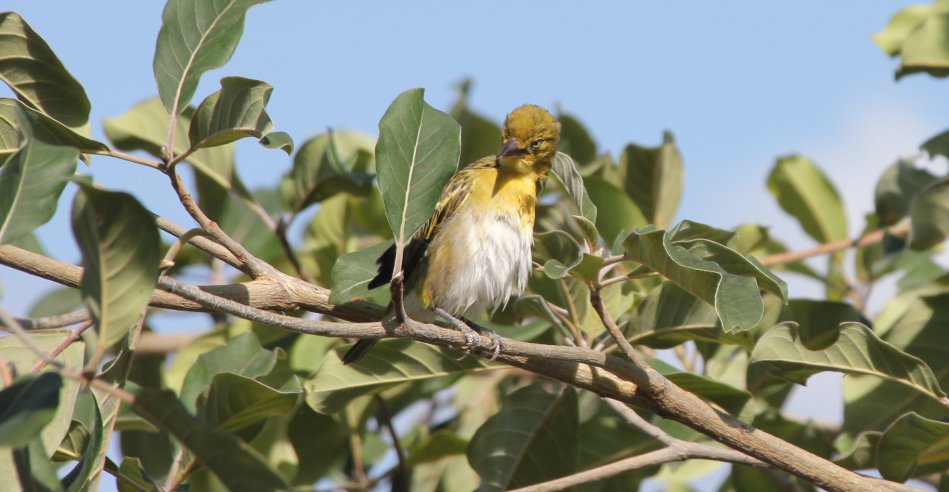 Roberts Camp, Lake Baringo