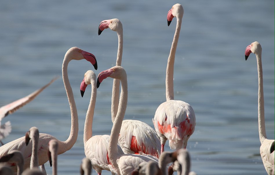 Rosaflamingos am Lake Bogoria