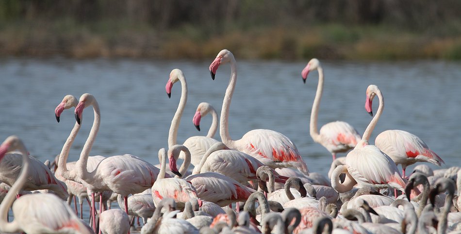 Rosaflamingos am Lake Bogoria