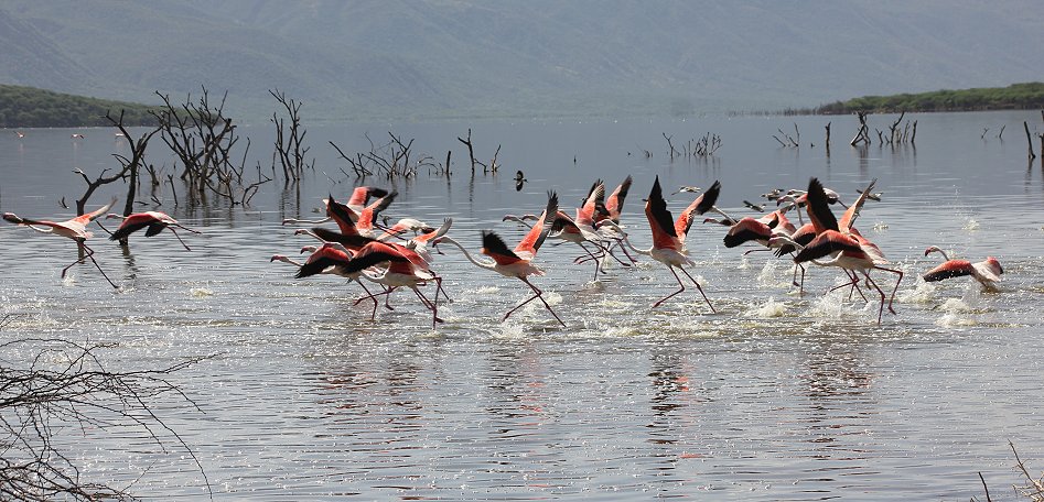Rosaflamingo - Lake Bogoria