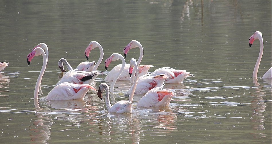 Rosaflamingos - Lake Bogoria