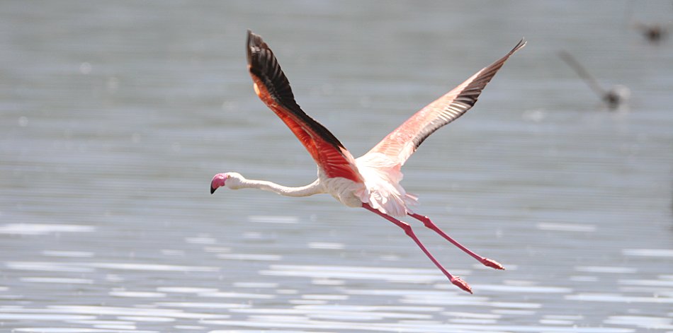 Rosaflamingos - Lake Bogoria