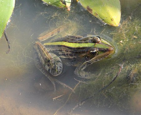 Sandai Springfrosch