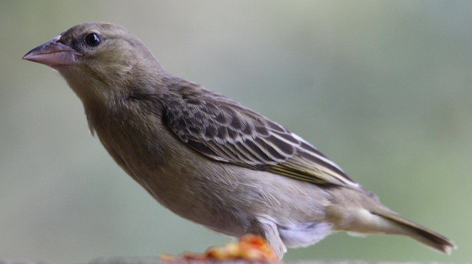 Webervogel auf Sandai