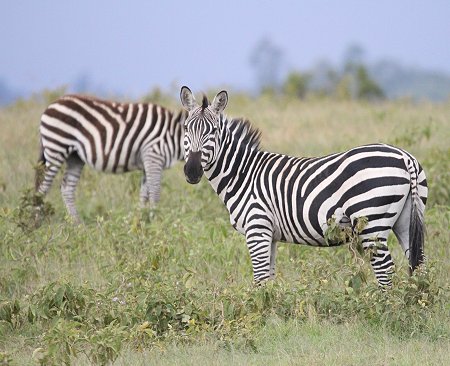 Zebras