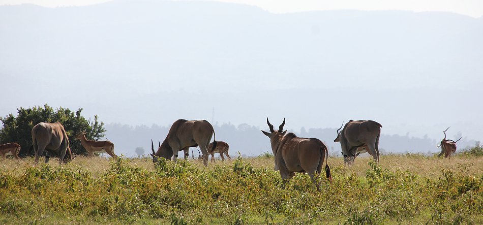 Eland Antilope