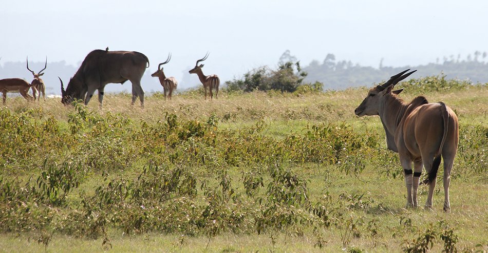 Eland Antilope