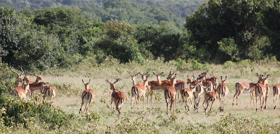 Impalas