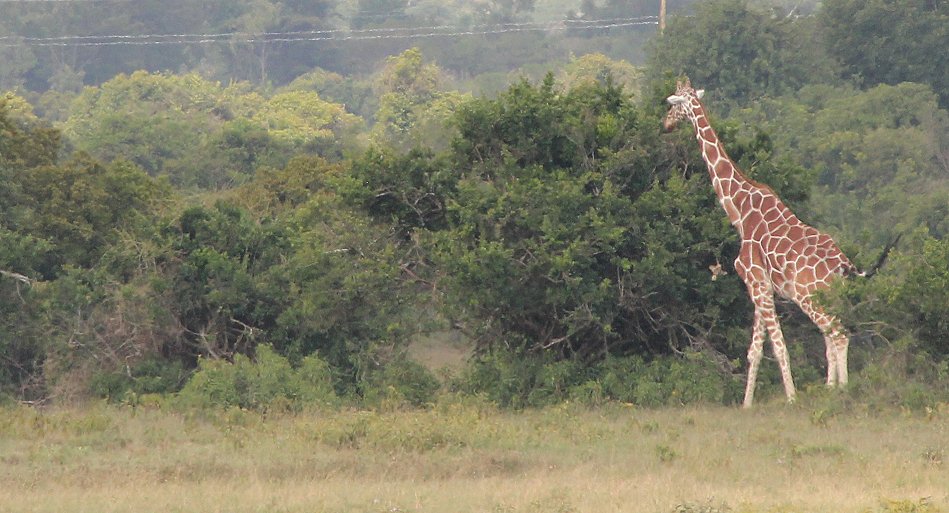 Netzgiraffe