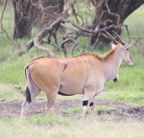 Eland Antilope auf Solio