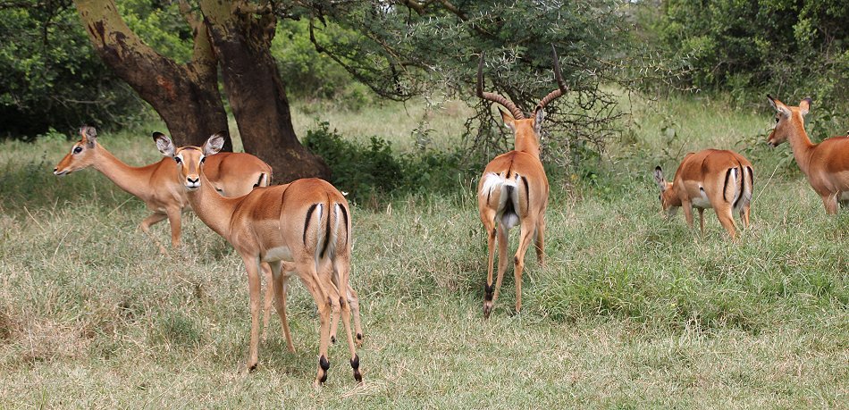 Impalas auf Solio