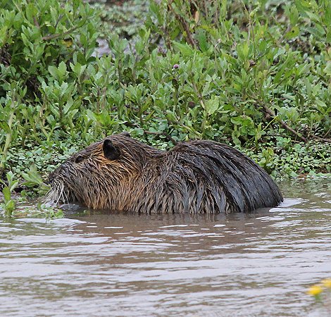 Nutria auf Solio