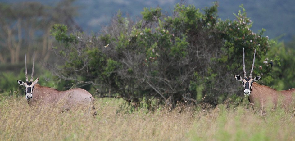 Oryx Antilopen auf Solio