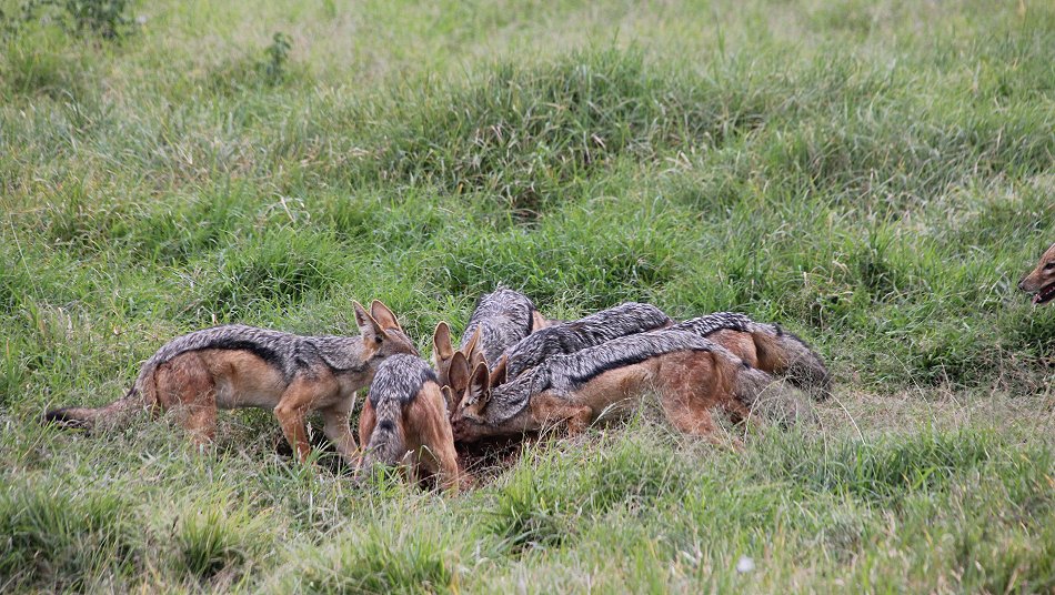 Schakal Kill auf der Solio Ranch