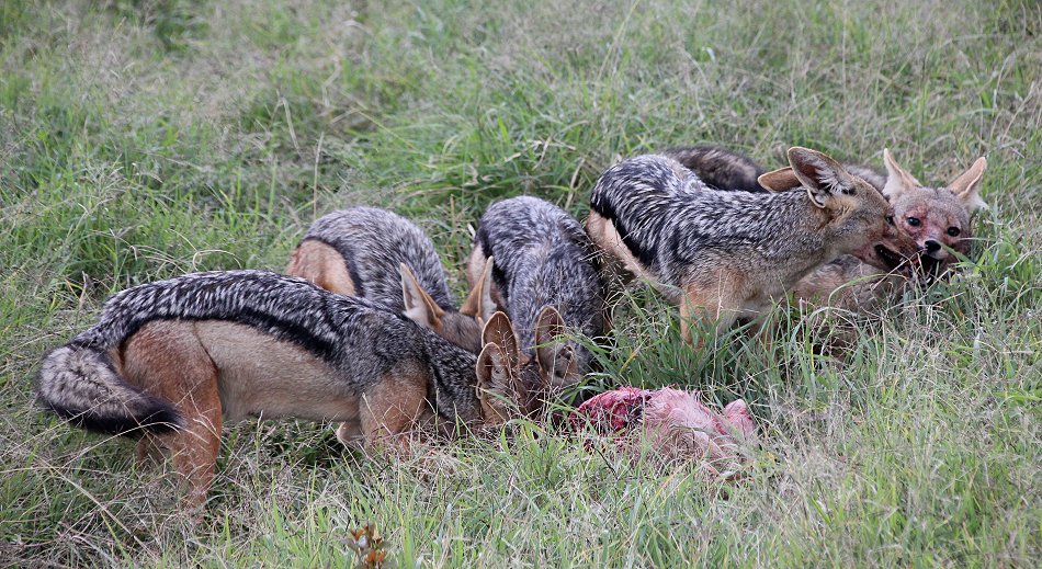 Schakal Kill auf der Solio Ranch
