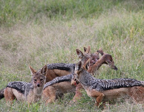 Schakal Kill auf der Solio Ranch