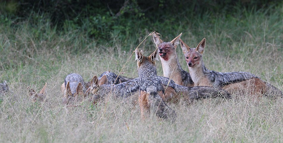 Schakal Kill auf der Solio Ranch