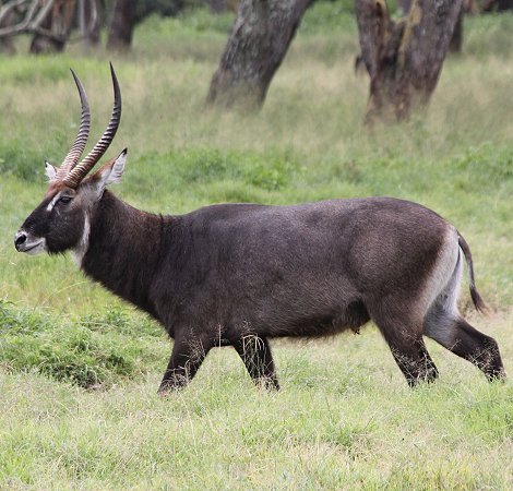 Defassa Wasserbock auf Solio