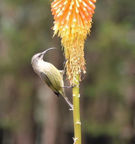Sunbird