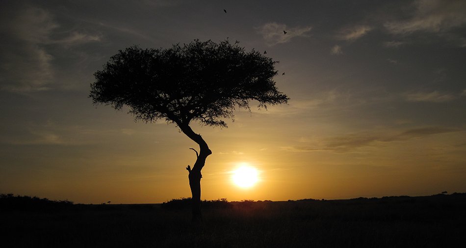 Sonneaufgang in der Masai Mara