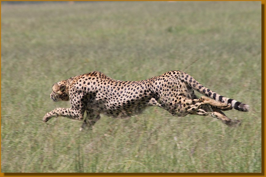 Bora Tano, Fast Five Gepaden in der Masai Mara