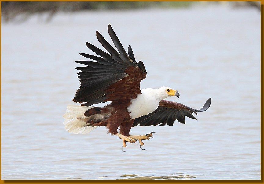 Schreiseeadler auf Jagd am Lake Baringo