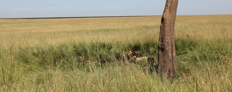Löwen Topi Plains Rudel