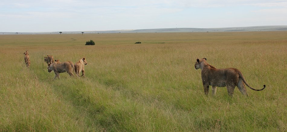 Löwenrudel, Topi Plains Rudel