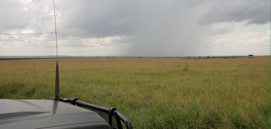 Topi Plains Masai Mara Februar 2020
