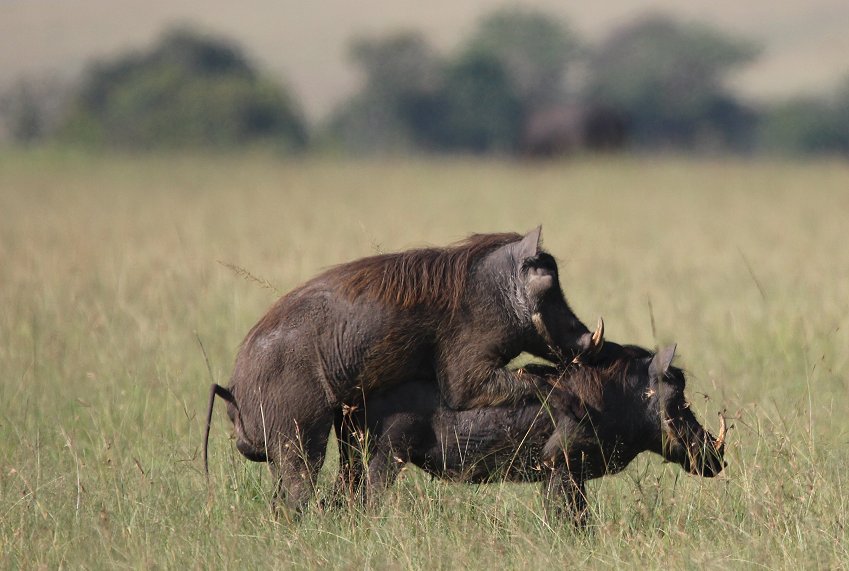 Warzenschweine Paarung
