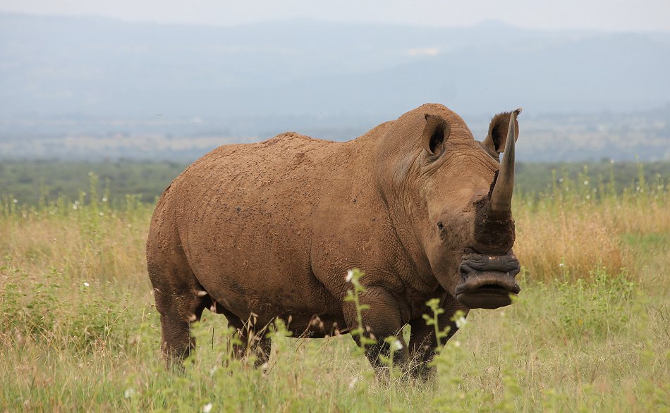 Breitmaulnashorn