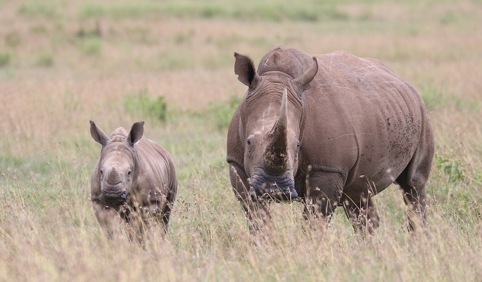 Breitmaulnashorn