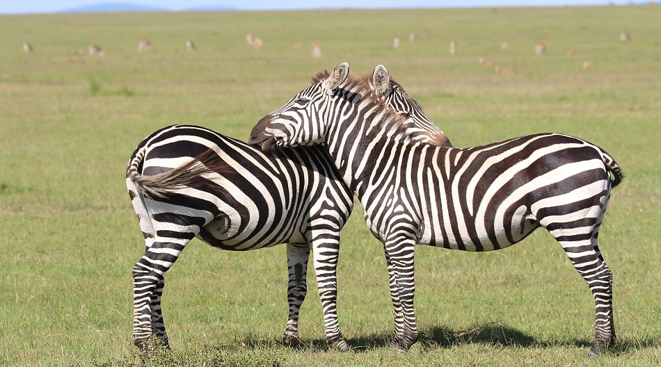 Steppenzebras
