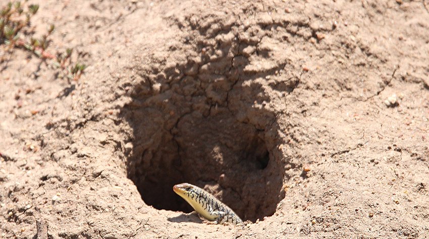 Zebraskink, (Trachylepis dichroma)