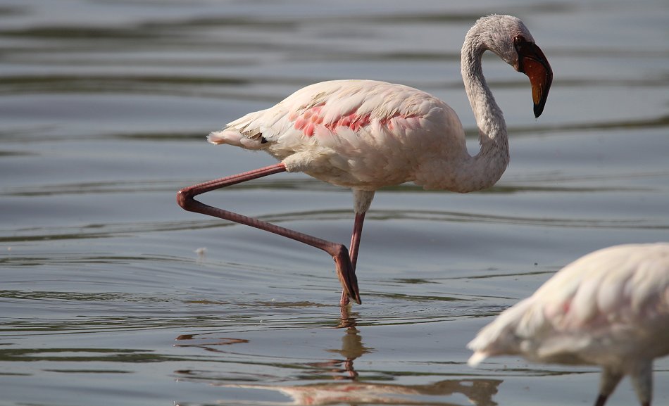 Zwergflamigos am Lake Bogoria