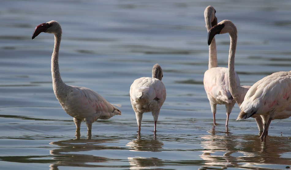 Zwergflamigos am Lake Bogoria