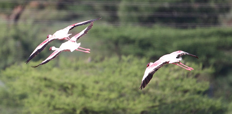 Zwergflamigos am Lake Bogoria