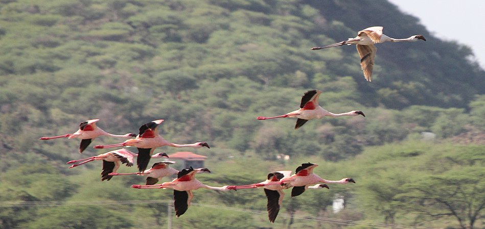 Zwergflamigos am Lake Bogoria