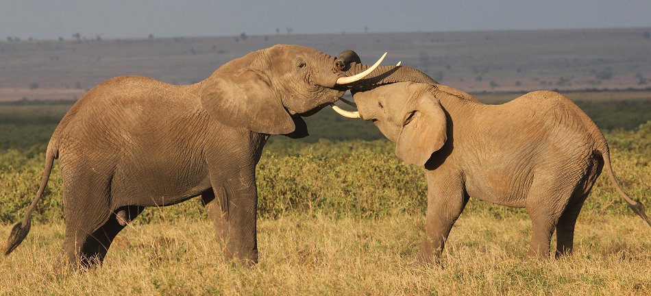 Elefanten im Amboseli Park