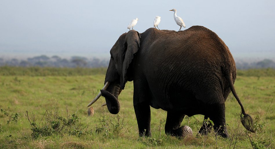 Elefanten im Amboseli Park