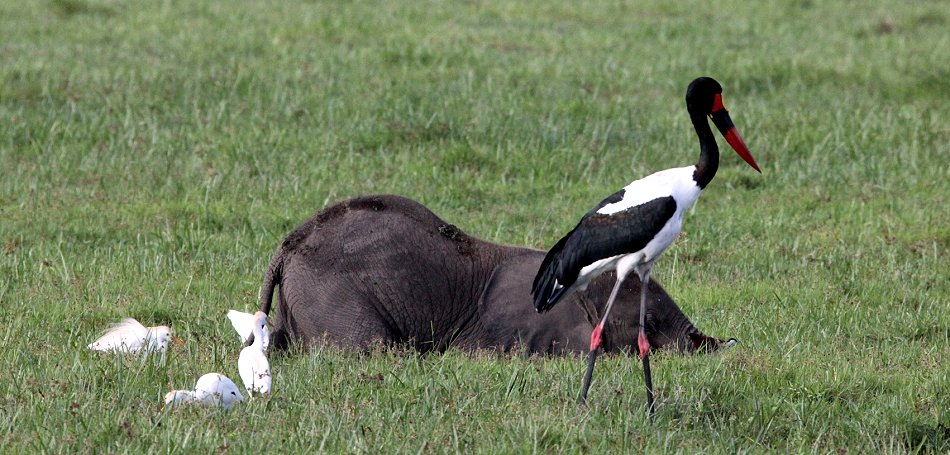 Elefanten im Amboseli Park