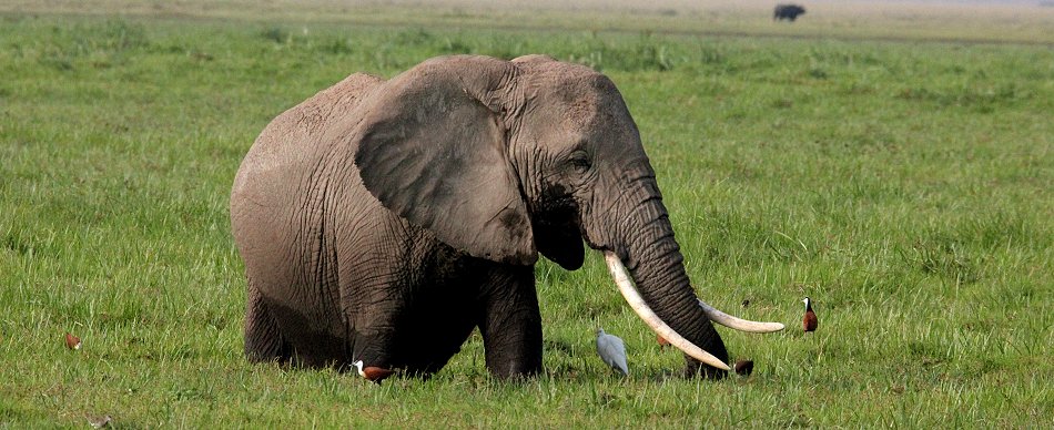 Elefanten im Amboseli Park