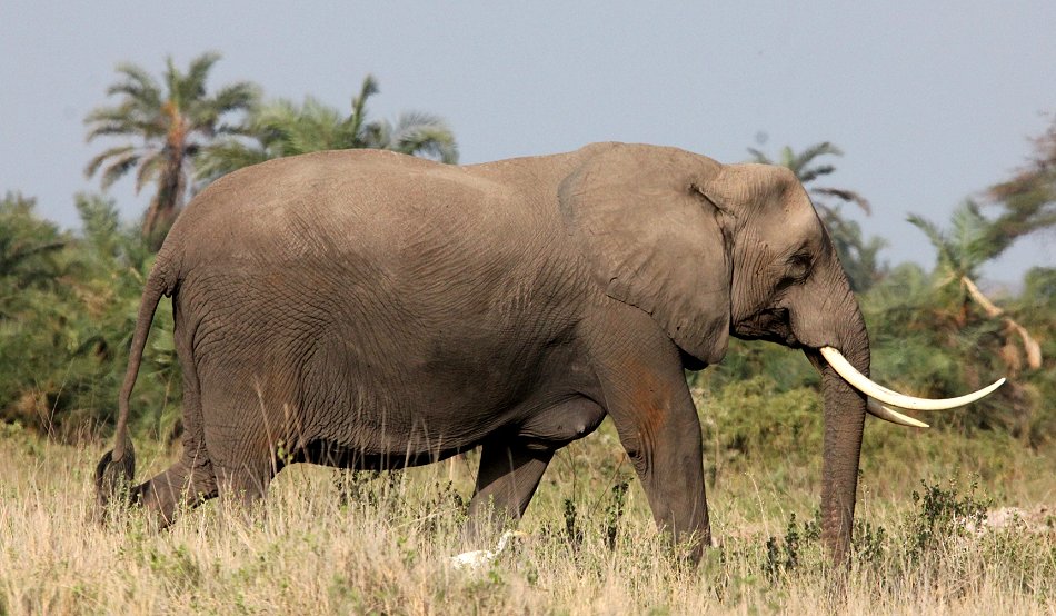 Elefanten im Amboseli Park