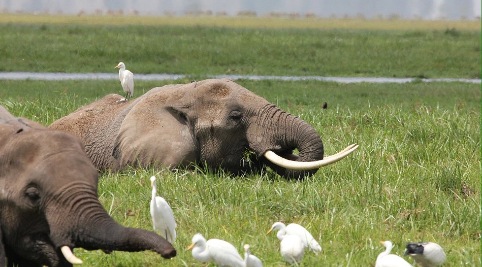 Elefanten im Amboseli Park