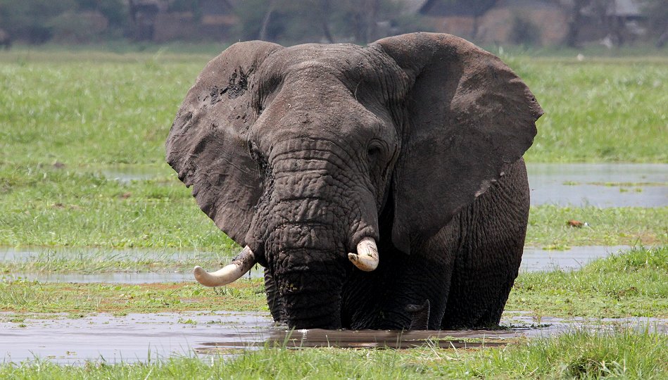 Elefanten im Amboseli Park