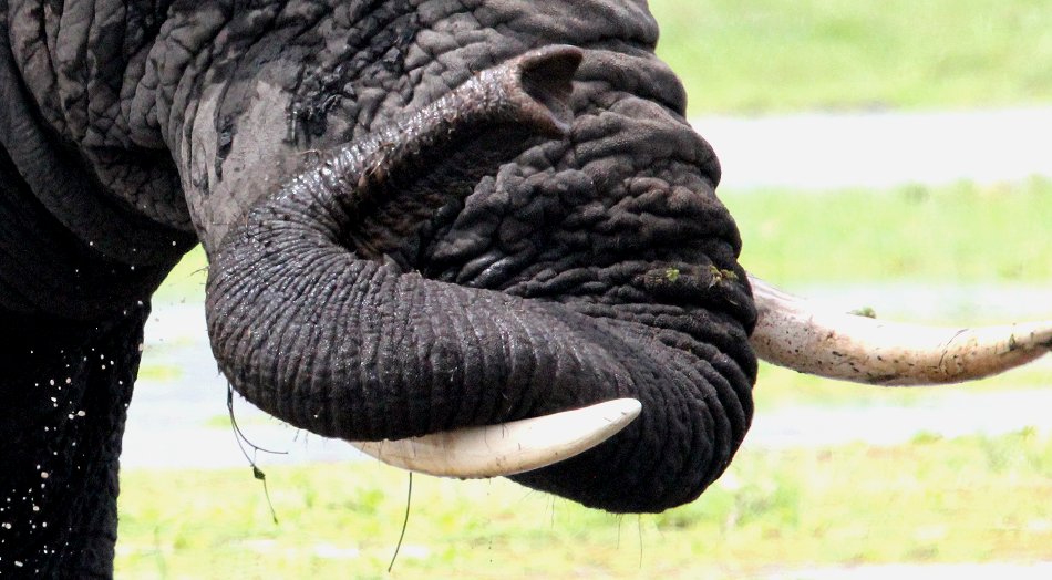 Elefanten im Amboseli Park