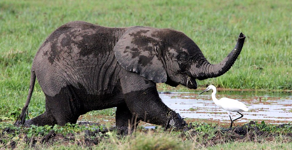 Elefanten im Amboseli Park