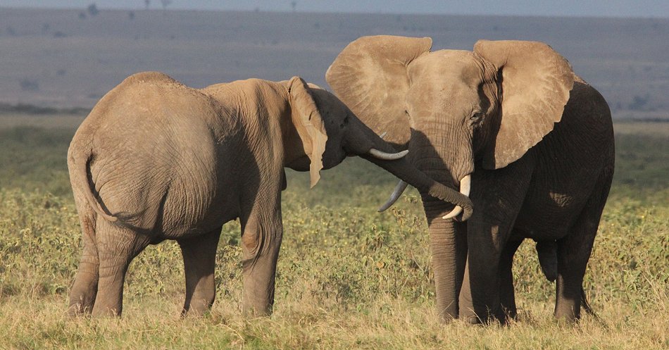 Elefanten im Amboseli Park
