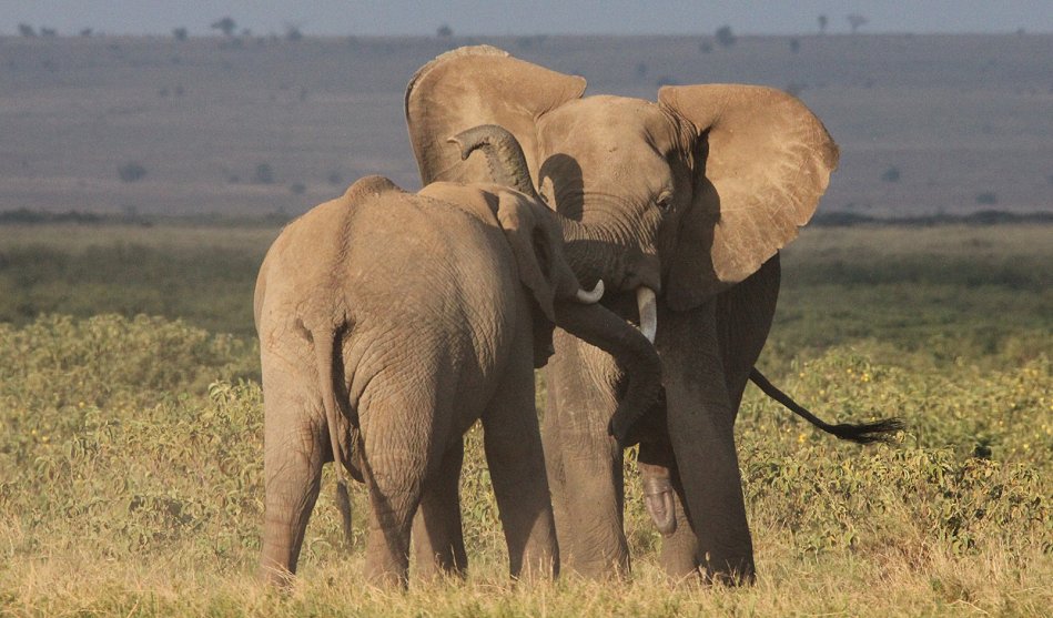 Elefanten im Amboseli Park