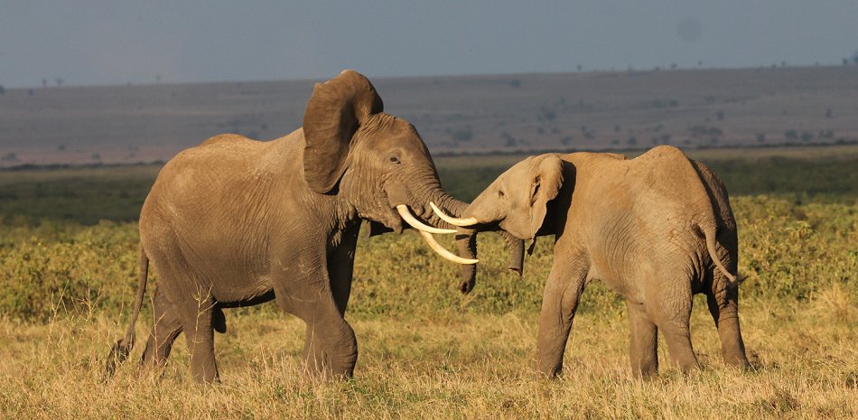 Elefanten im Amboseli Park
